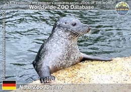 221 NaturZoo Rheine, DE - Common Seal (Phoca Vitulina Vitulina) - Rheine