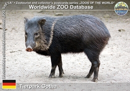 224 Tierpark Gotha, DE - Collared Peccary (Pecari Tajacu) - Gotha