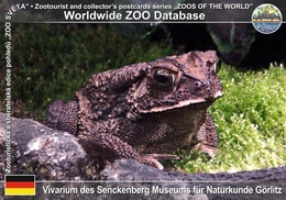 230 Vivarium Des Senckenberg Museums Fur Naturkunde Gorlitz, DE - Common Indian Toad (Duttaphrynus Melanostictus) - Görlitz
