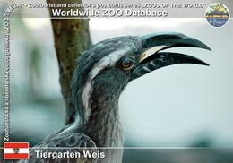 242 Tiergarten Wels, AT - African Grey Hornbill (Tockus Nasutus) - Wels