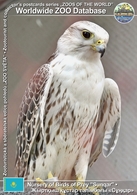 253 Nursery Of Birds Of Prey "Sunqar", KZ - Turkestan Saker (Falco Cherrug Coatsi) - Kasachstan