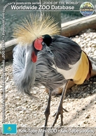 254 Kok-Tobe Mini-ZOO, KZ - Grey Crowned-crane (Balearica Regulorum) - Kazachstan
