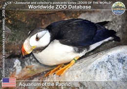266 Aquarium Of The Pacific, US - Horned Puffin (Fratercula Corniculata) - Long Beach
