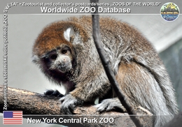 268 New York Central Park ZOO, US - Bolivian Titi (Callicebus Donacophilus) - Central Park