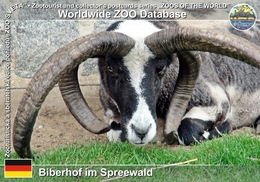 291 Birerhof Im Spreewald, DE - Jacob Sheep (Ovis Orientalis Aries "Jacob Sheep") - Burg (Spreewald)