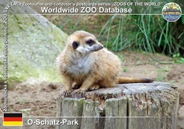 295 O-Schatz-Park, DE - Meerkat (Suricata Suricatta) - Oschatz