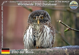 353 ZOO Der Minis, DE - Eurasian Pygmy-owl (Glaucidium Passerinum) - Aue