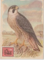 Carte Maximum Oiseaux 1959 Faucon 418 - Maximum Cards
