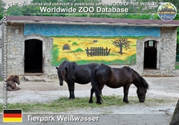 359 Tierpark Weißwasser, DE - Shetland Pony (Equus Ferus Caballus "Shetland Pony") - Weisswasser (Oberlausitz)