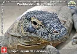 372 Tropiquarium De Servion, CH - Komodo Dragon (Varanus Komodoensis) - Servion