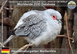 401 Heimatnaturgarten Weissenfels, DE - Diamond Dove (Geopelia Cuneata) - Weissenfels
