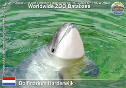 434 Dolfinarium Harderwijk‎, NL - Harbor Porpoise (Phocoena Phocoena) - Harderwijk