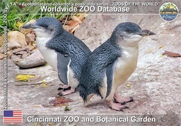 446 Cincinnati ZOO & Botanical Garden, US - "Australian" Little Penguin (Eudyptula Minor Novaehollandiae) - Cincinnati