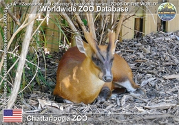 448 Chattanooga ZOO, US - Northern Red Muntjac (Muntiacus Vaginalis) - Chattanooga