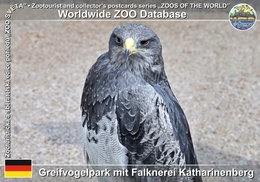 473 Greifvogelpark Mit Falknerei Katharinenberg, DE - Black-chested Buzzard-eagle (Geranoaetus Melanoleucus) - Wunsiedel