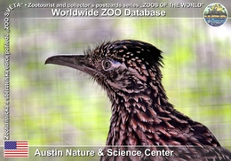 495 Austin Nature & Science Center, US - Greater Roadrunner (Geococcyx Californianus) - Austin