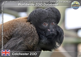 541 Colchester ZOO, UK - Guianan Bearded Saki (Chiropotes Chiropotes) - Colchester