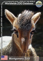 558 Montgomery ZOO, US - Smith's Dik-dik (Madoqua Guentheri Smithii) - Montgomery