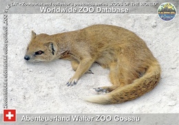 597 Abenteuerland Walter ZOO Gossau, CH - Yellow Mongoose (Cynictis Penicillata) - Gossau
