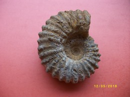 Amonite Longueur 9 Largeur 8cms - Fossils