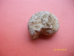 Petite Ammonite Longueur 5,5 Largeur 4,5cms - Fósiles