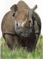 CPM Rhinoceros De Face (corps Découpé) - Rhinoceros