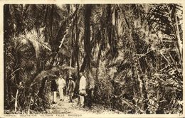 Rhodesia, VICTORIA FALLS, Tropical Vegetation (1936) Empire Exhibition Postcard - Simbabwe