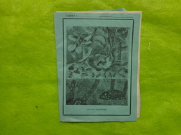 1 Cahier (petit Format) Vue D'une Fourmiliere-hachette Paris Imprimerie Cusset Paris (avec Lettre A L'interieur) - Collections, Lots & Series