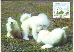 FINLANDE . CARTE MAXIMUM CARD No. 40 . BICHON FRISE . FAUNE . CHIEN - Cartoline Maximum