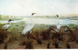 Brolga Birds, River Murray, South Australian Museum Unused - Other & Unclassified