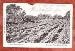 Deutsch-Suedwestafrika, Tabakbau Grootfontein, Per Feldpost, Luederitzbucht Nach Freiberg 1906 (52541) - Ehemalige Dt. Kolonien