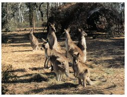 (PF 975) Australia - Group Of Kangaroo - Outback