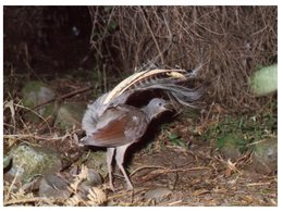 (PF 975) Australia - Lyrebird - Outback