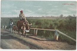 A Burmese Farmer - Myanmar (Birma)