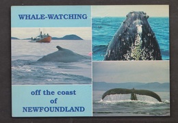 Whale Watching Off The Coast Of Newfoundland - Unused - Corner Creases - Otros & Sin Clasificación