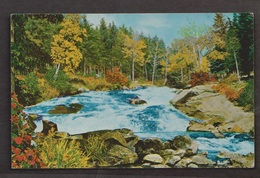 Forest Stream In Manitoba - Unused - Altri & Non Classificati