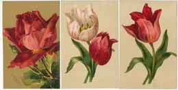 3 Cartes Fleurs Une Signée Klein Tulipe Rose Editeur GOM 1812/ 1815 - Klein, Catharina