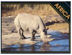 (21) African Black Rhinoceros (with Australian Stamp At Back Of Card) - Rhinocéros