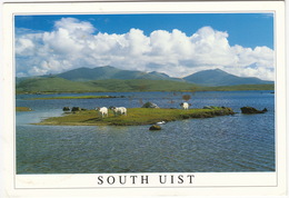South Uist - Sheep:  'Castaways'. Over Loch Bee To Rueval And Ben Tarbert - Western Isles - Outer Hebrides - (Scotland) - Ross & Cromarty