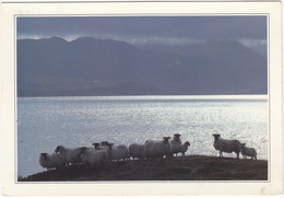 The Sound Of Sleat, Skye - Sheep - - Inner Hebrides - (Scotland) - Ross & Cromarty