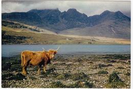 Isle Of Skye - Blaven From Loch Slapin - Highland Cattle  - (Scotland) - Ross & Cromarty