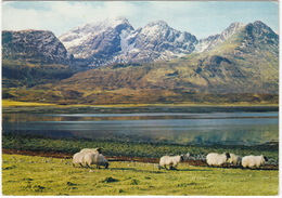 Isle Of Skye - Blaven From Loch Slapin - Black Face Sheep  - (Scotland) - Ross & Cromarty
