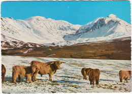 Glen Brittle, Skye - Highland Cattle In The Winter  - (Scotland) - Ross & Cromarty