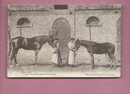 CPA - Beauval  -(Somme) - Avec Baby Phosphate Vétérinaire - Sans Baby Phosphate Vétérinaire- (Cheval , Chevaux ) - Beauval