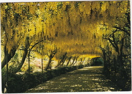 The Laburnum Arch, Bodnant, Gwynedd  - (Wales) - Caernarvonshire