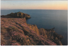 Sea Pinks, Caerfai  - (Wales) - Pembrokeshire
