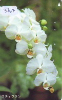 Télécarte  Japan Fleur ORCHID (3767)  Orchidée Orquídea Orchidee Flower - Fleurs