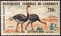 FLIGHTLESS BIRDS-COMMON OSTRICH-CAMEROUN-1962-SCARCE-MNH-B9-870 - Struzzi