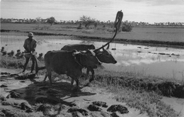 ¤¤  -  CAMBODGE   -   Cliché D'un Attelage De Boeufs  -  Voir Description      -   ¤¤ - Camboya