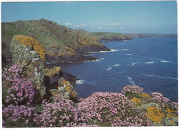 Springtime On Skomer - The Pink Of Thrift (Armeria Maritima), Orange Lichen     -    (Wales) - Pembrokeshire